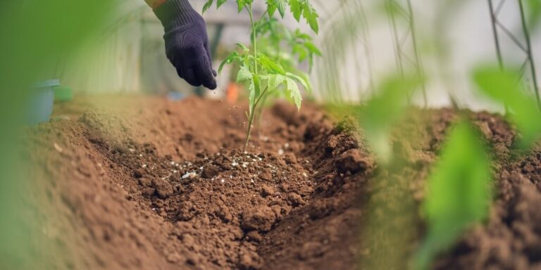 Ministério da Agricultura e Pecuária alerta para volatilidade nos fertilizantes e recomenda cautela na compra